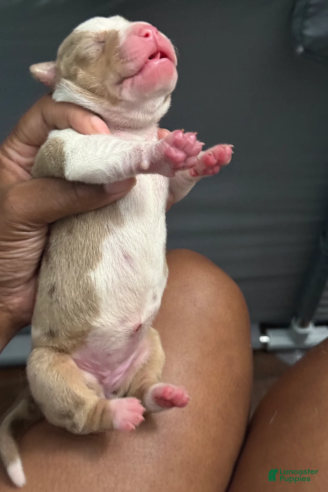 American Bully dogs for sale: American Bully 5 - Ad 2