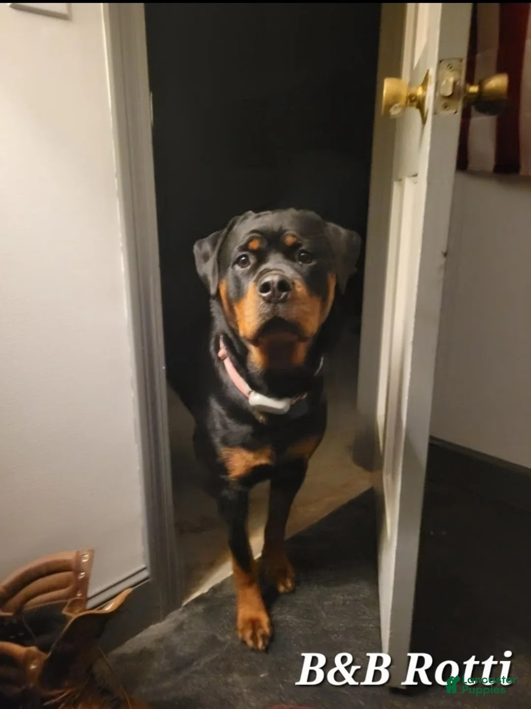 Rottweiler dogs for sale: Rottweiler Puppy 7 - Ad 2