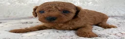 Toy Poodle dogs for sale: Yvonne - Ad 14