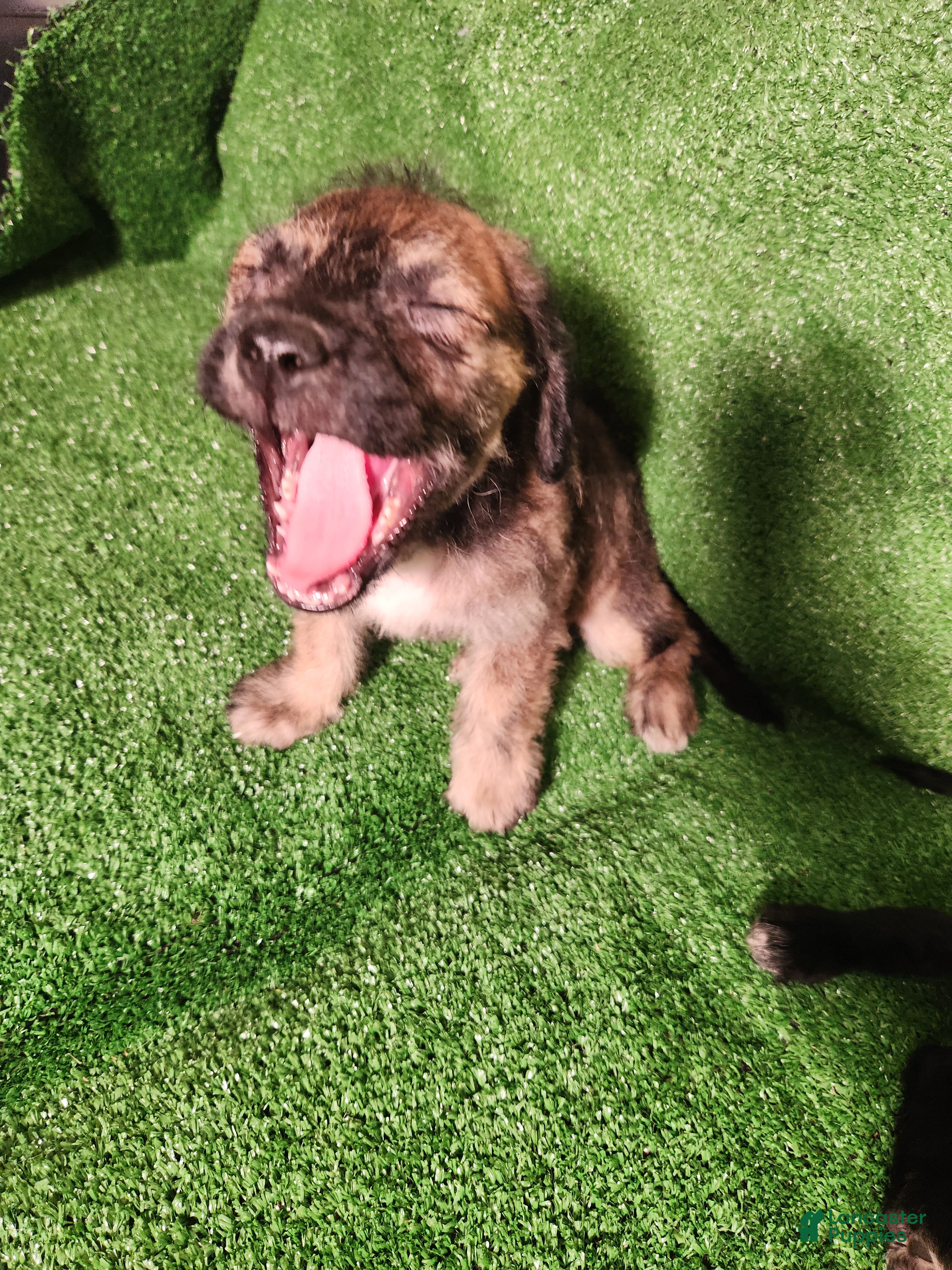 Mixed Breed dogs Brown Merel Brindle Girl. Beautiful Colors  - Ad 1