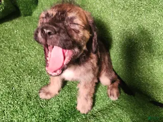 Mixed Breed dogs Brown Merel Brindle Girl. Beautiful Colors - Ad 1