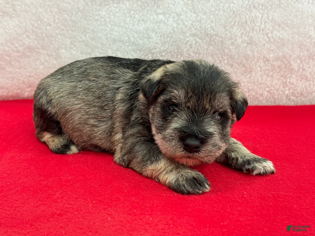 Miniature Schnauzer dogs for sale: Gypsy Male 4 - Ad 1