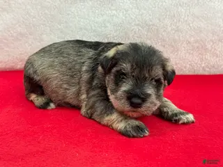 Miniature Schnauzer dogs Gypsy Male 4 - Ad 2