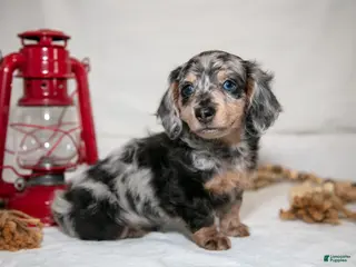 Miniature Dachshund dogs for sale: Freckles - Ad 2