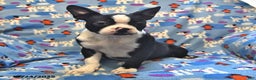 Boston Terrier dogs for sale: Molly - Ad 2