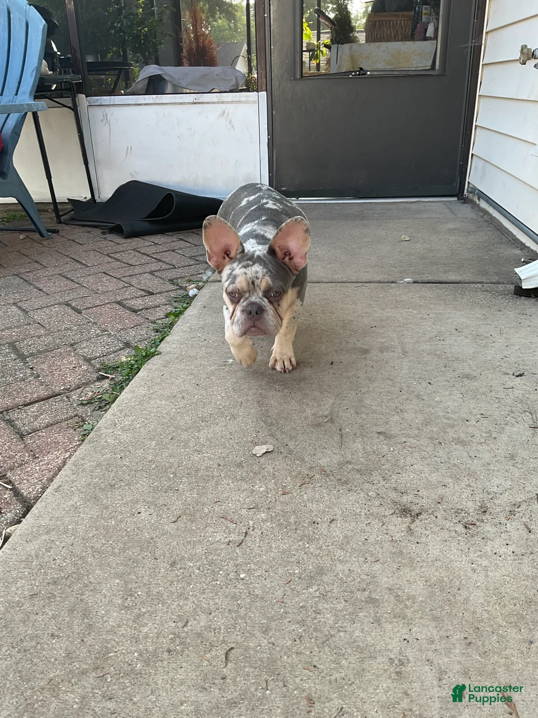 French Bulldog dogs for sale: French Bulldog 2 - Ad 1