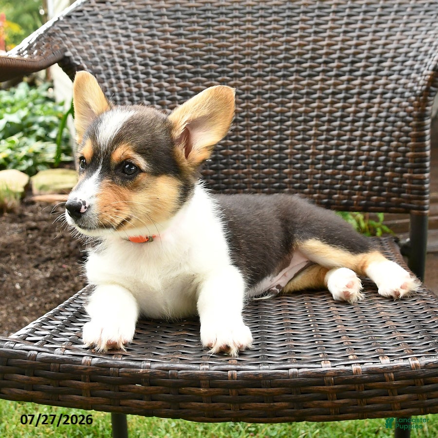 Welsh Corgi Pembroke dogs Pepper - Ad 2