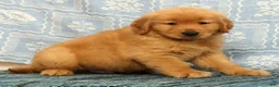 Golden Retriever dogs for sale: Dane - Ad 7