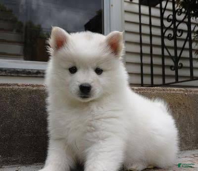 American Eskimo dogs American Eskimo 1 Barin - Ad 12