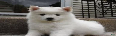 American Eskimo 1 Barin