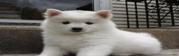American Eskimo dogs for sale: American Eskimo 1 Barin - Ad 1