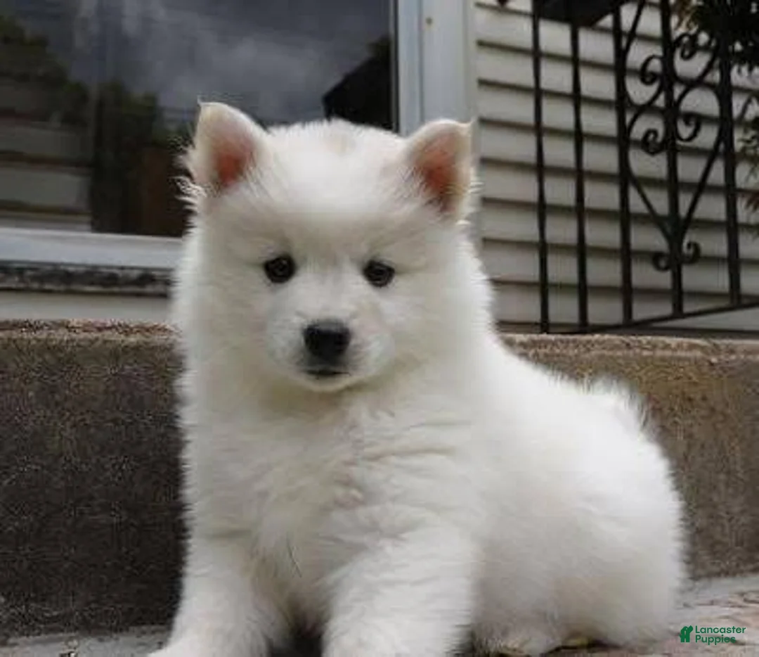 American Eskimo dogs for sale: American Eskimo 1 Barin - Ad 1