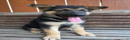 German Shepherd dogs for sale: German Shepherd -Female - Ad 1