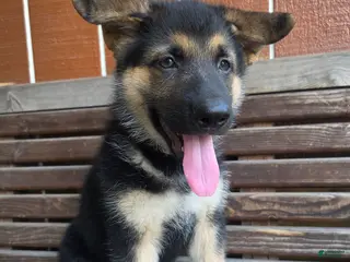 German Shepherd dogs German Shepherd -Female - Ad 15