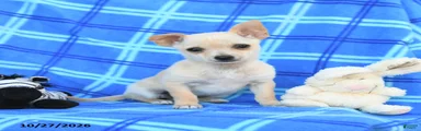 Ula 