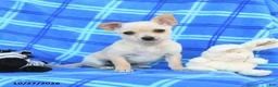 Chihuahua dogs for sale: Ula  - Ad 1