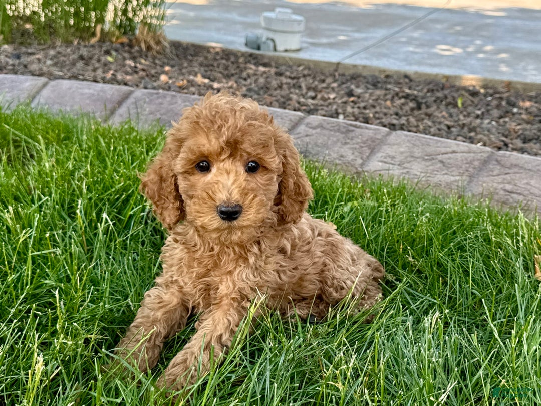 Cockapoo dogs for sale: Howie - Ad 7