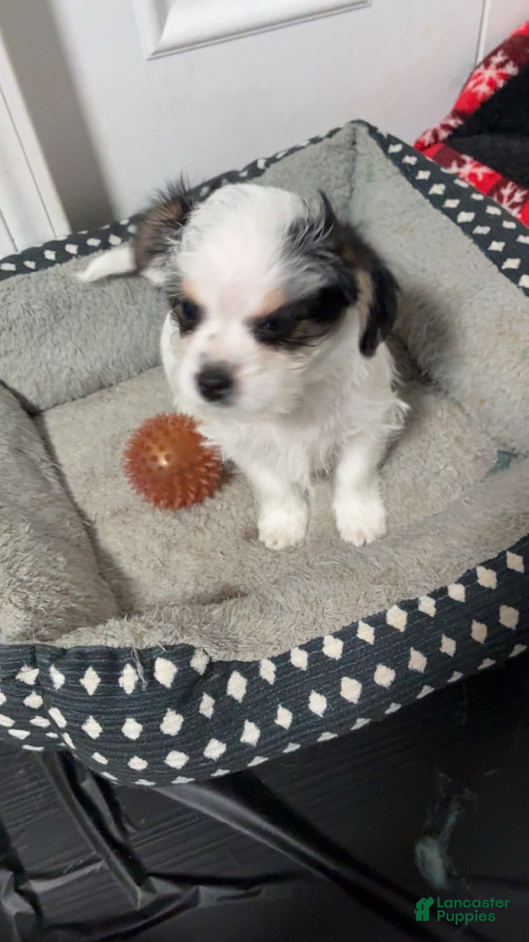 Shorkie dogs for sale: Saint - Ad 40