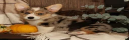 Welsh Corgi Pembroke dogs for sale: Ollie - Ad 6