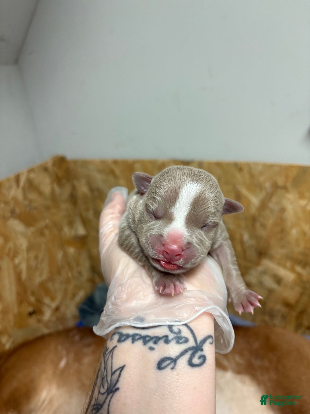 American Bully dogs for sale: Poe - Ad 12