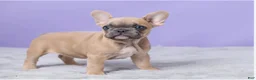 French Bulldog dogs for sale: Buttercup - Ad 4