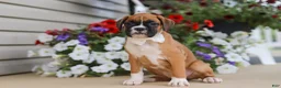 Boxer dogs for sale: Tasha - Ad 4