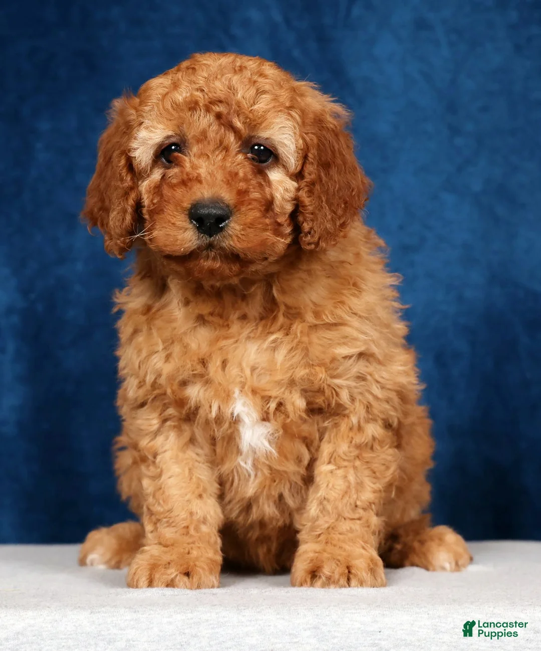 Mini Goldendoodle dogs for sale: Sunny - Ad 1
