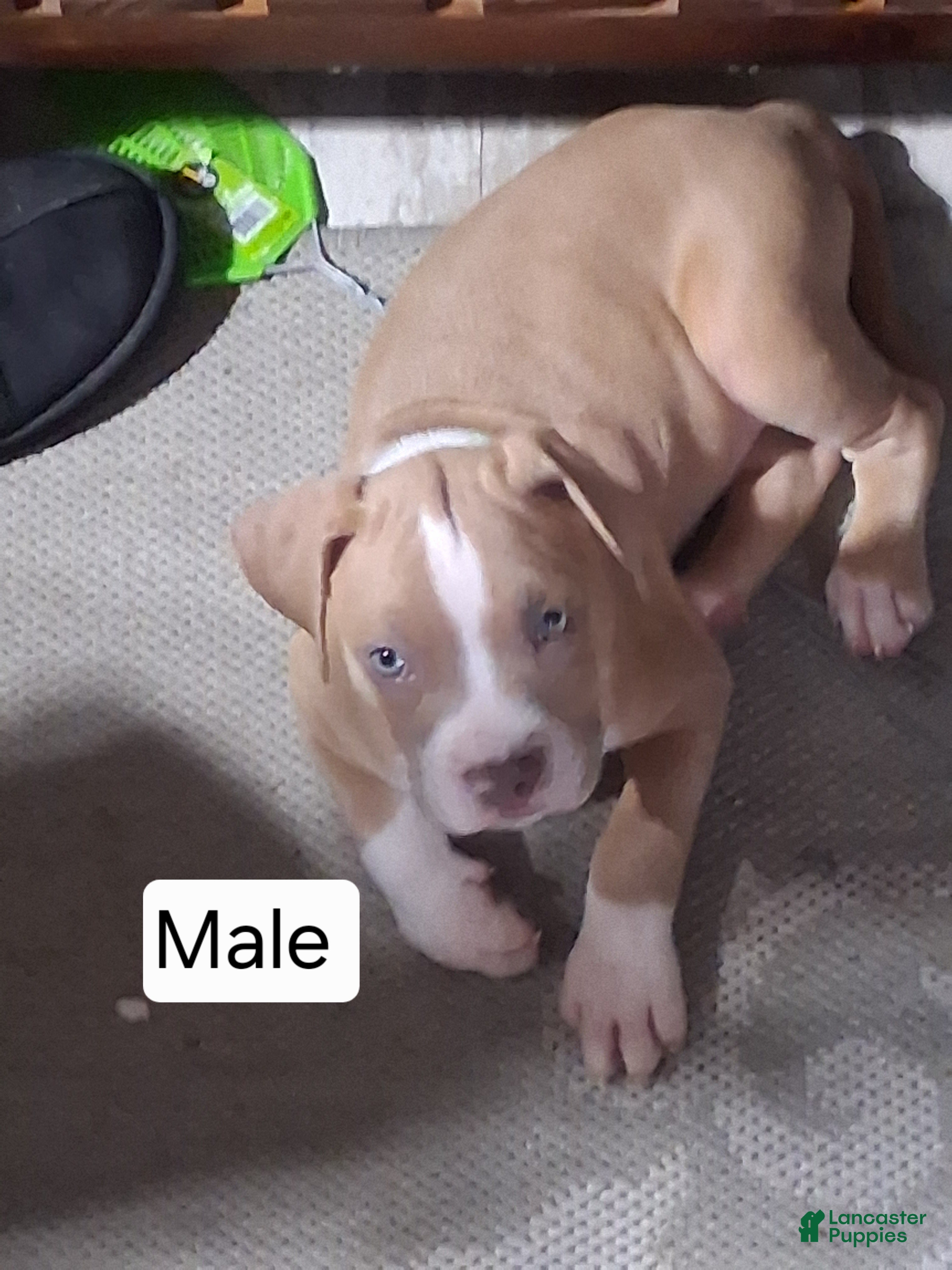 American Bully dogs American Bully 1 - Ad 8