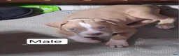 American Bully dogs for sale: American Bully 1 - Ad 1