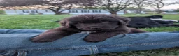 Newfoundland dogs for sale: Harper - Ad 8