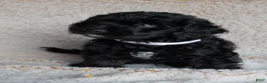 Bernedoodle 3