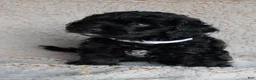 Bernedoodle dogs for sale: Bernedoodle 3 - Ad 1
