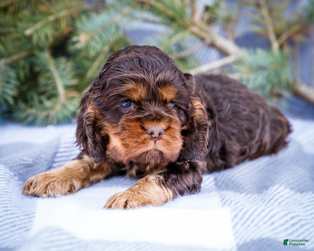 Cocker Spaniel dogs for sale: Polly - Ad 5