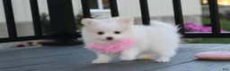 Pomeranian dogs for sale: Marshmallow  - Ad 6