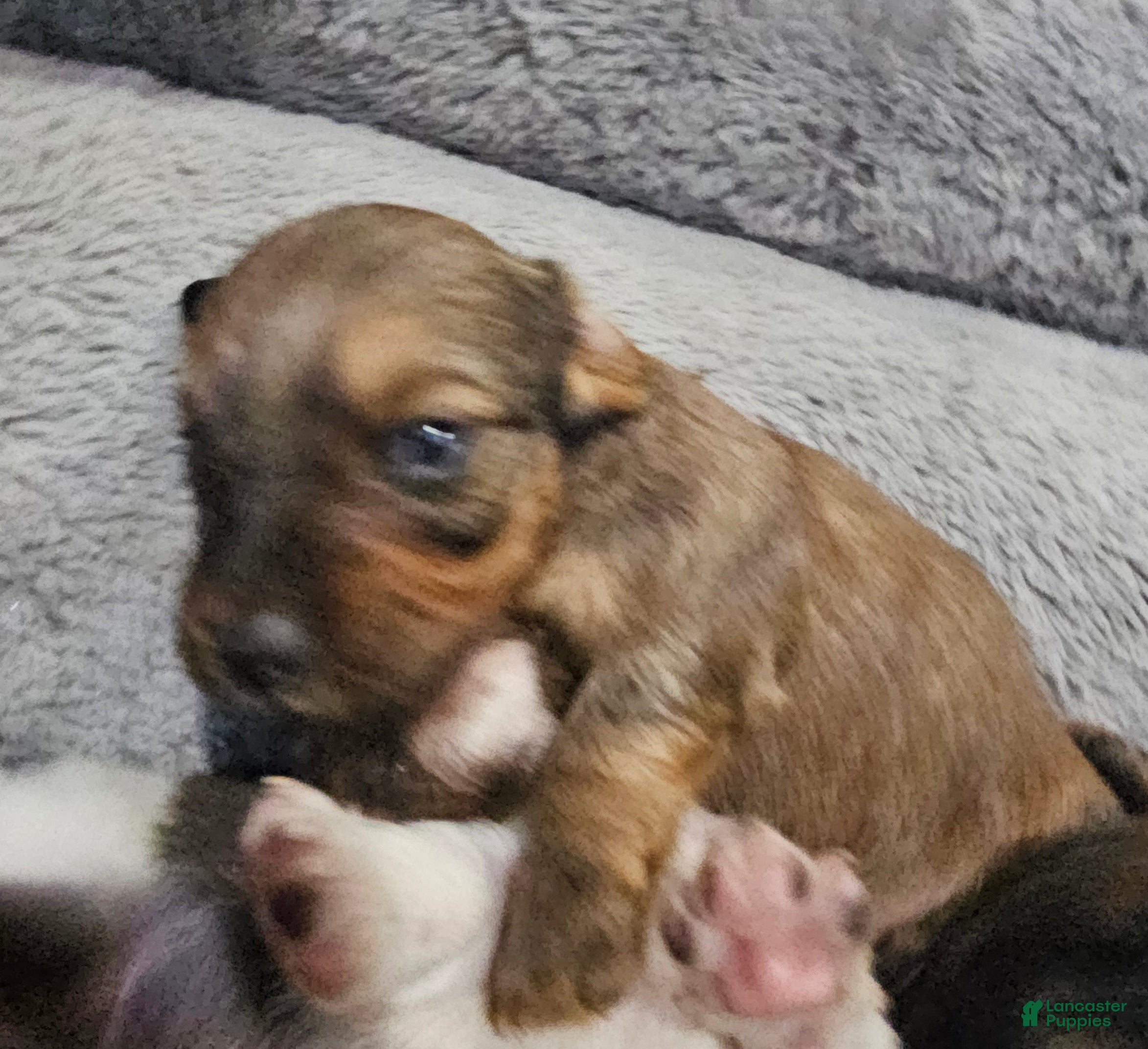 Miniature Dachshund dogs Miniature Dachshund 1 - Ad 2