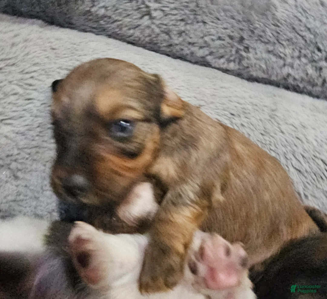 Miniature Dachshund dogs for sale: Miniature Dachshund 1 - Ad 2