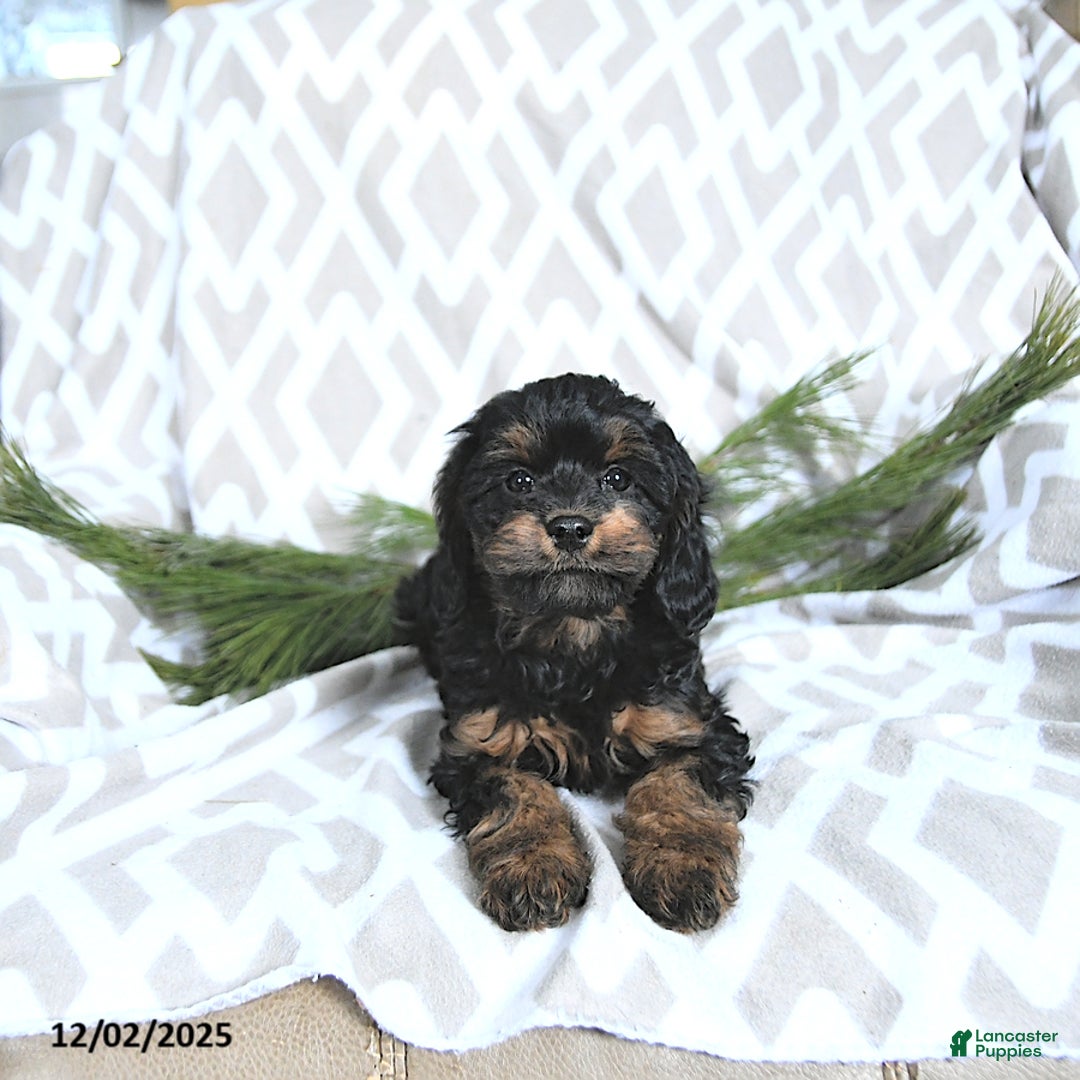 Cavapoo dogs for sale: Holly - Ad 3