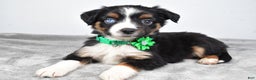 Miniature Australian Shepherd dogs for sale: Olive - Ad 2