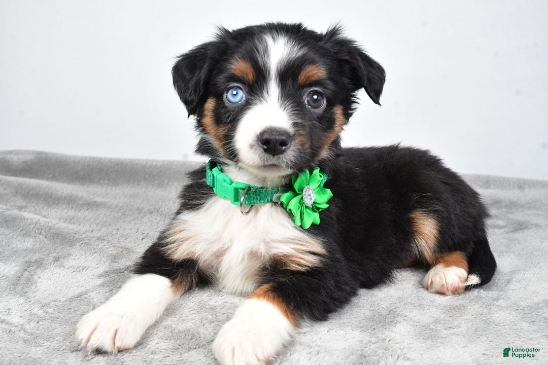 Miniature Australian Shepherd dogs for sale: Olive - Ad 2