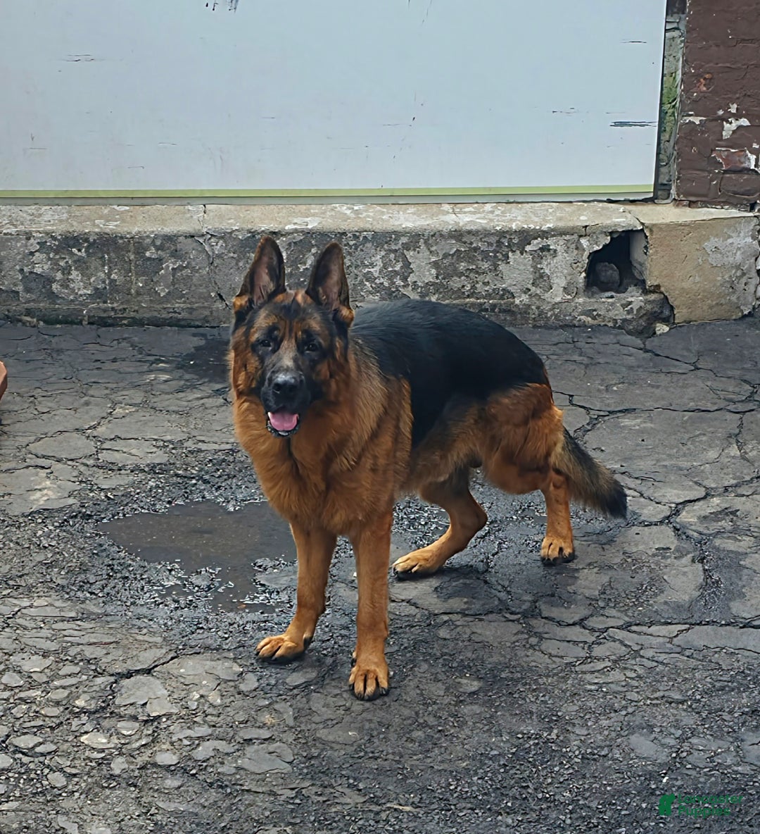 German Shepherd dogs for sale: Black (6) - Ad 9
