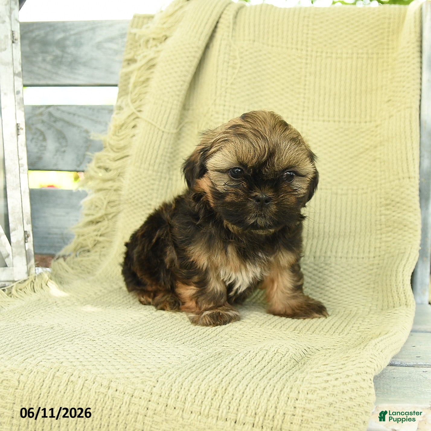 Shih Tzu dogs Harmony - Ad 2