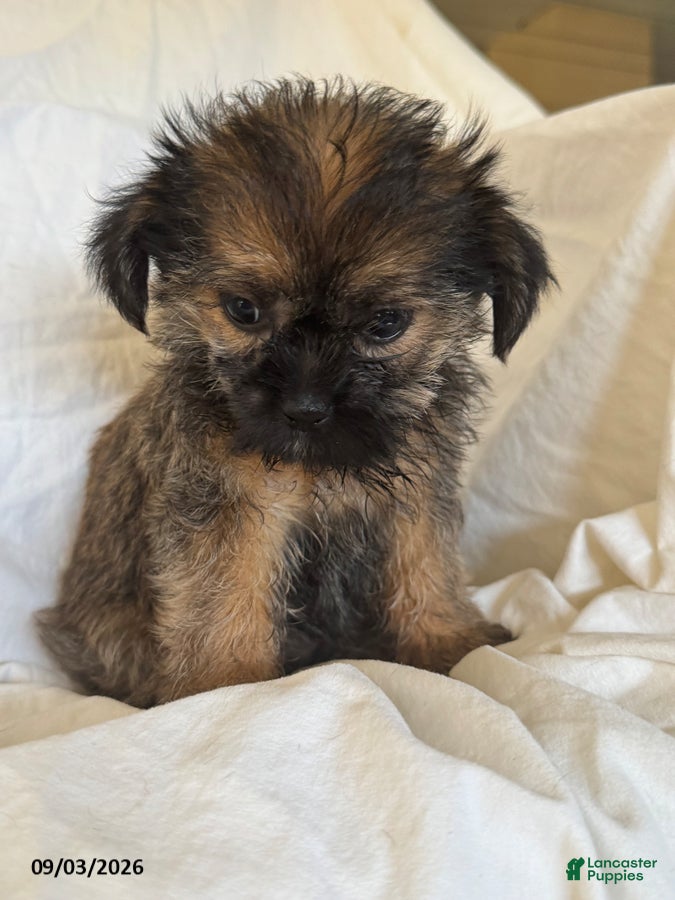Shorkie dogs Linda - Ad 2