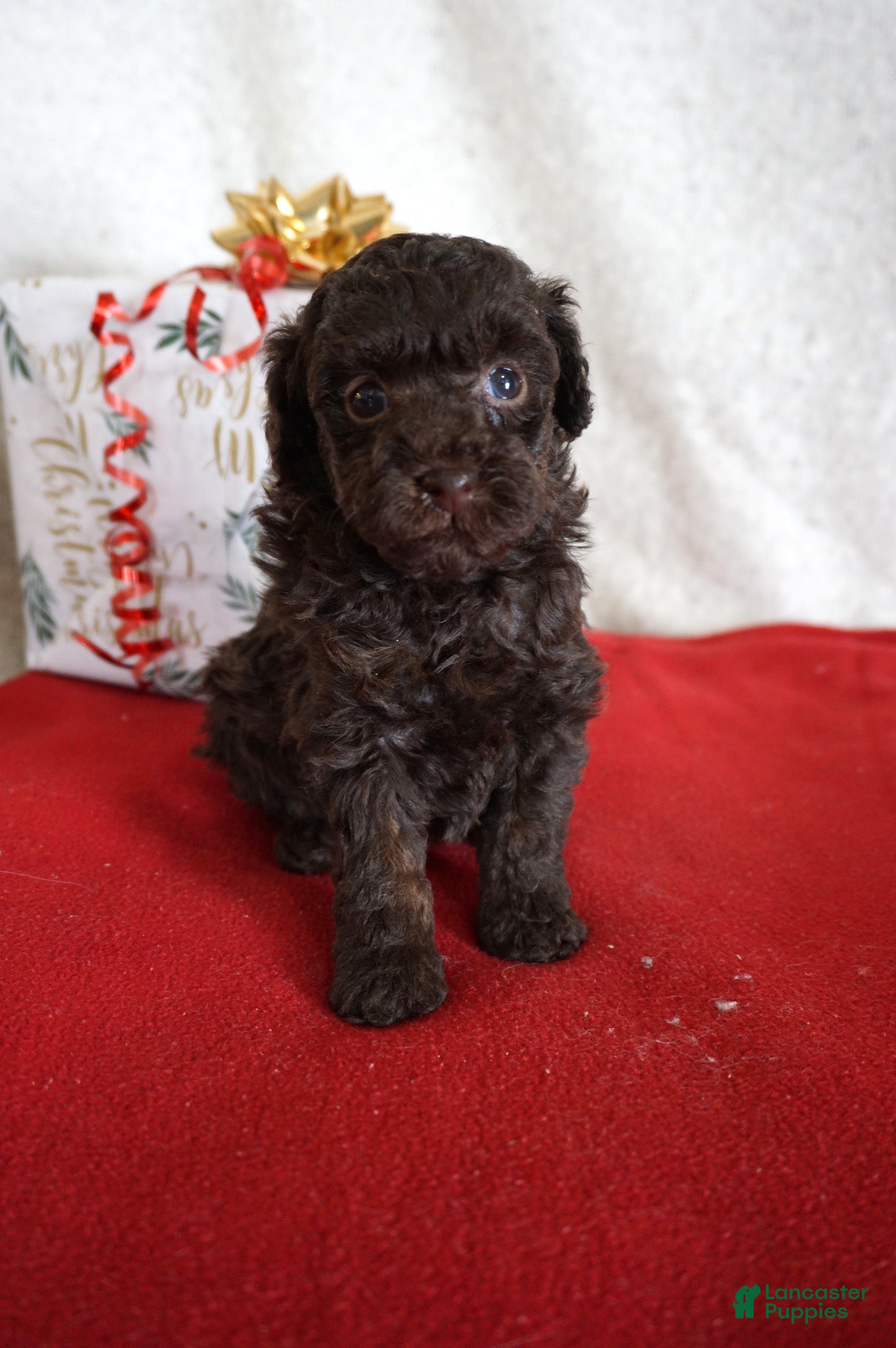 Toy Poodle dogs Lexi - Ad 42