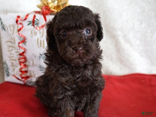 Toy Poodle dogs Lexi - Ad 42