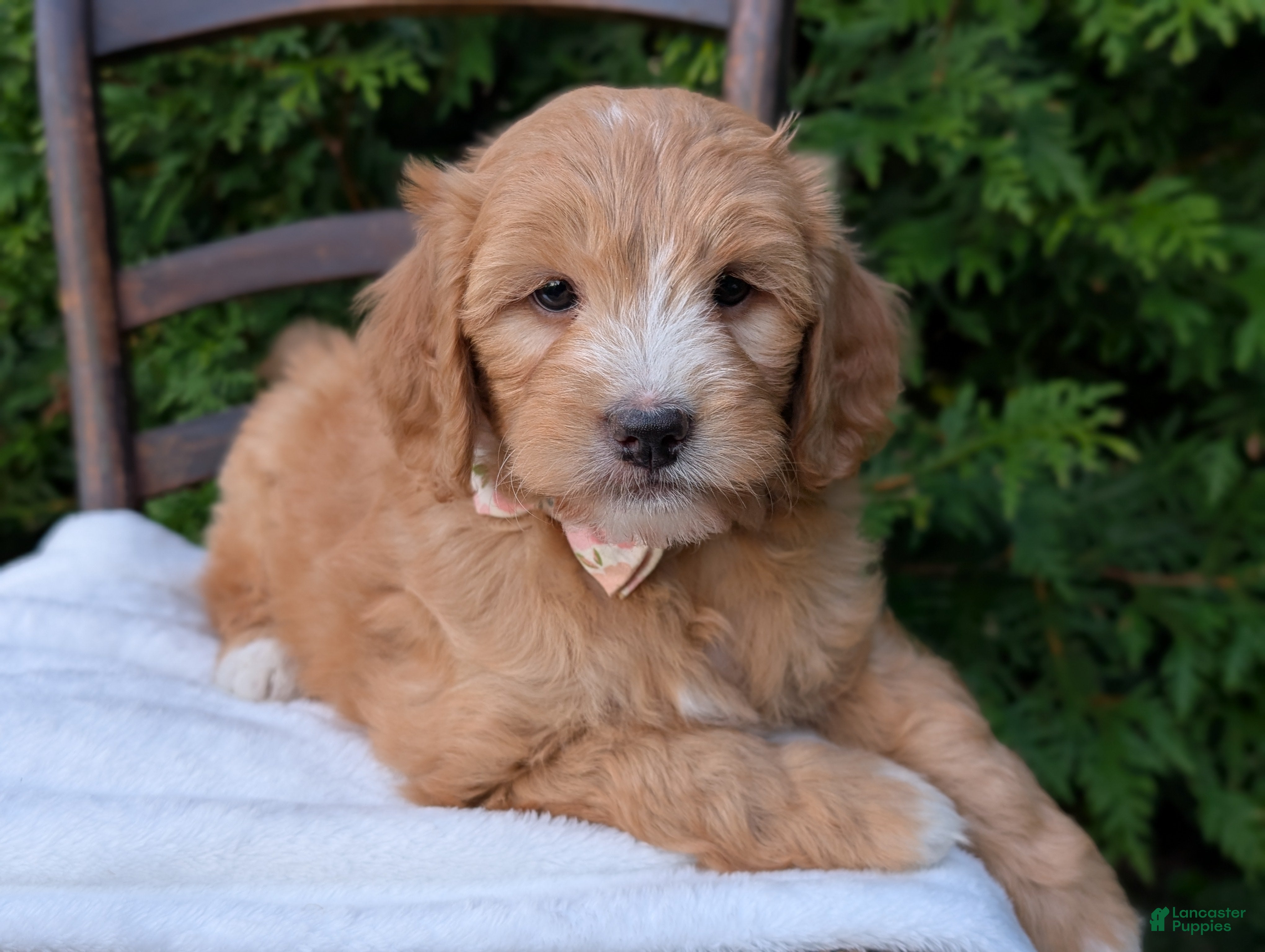 Mini Goldendoodle dogs Daisy - Ad 1