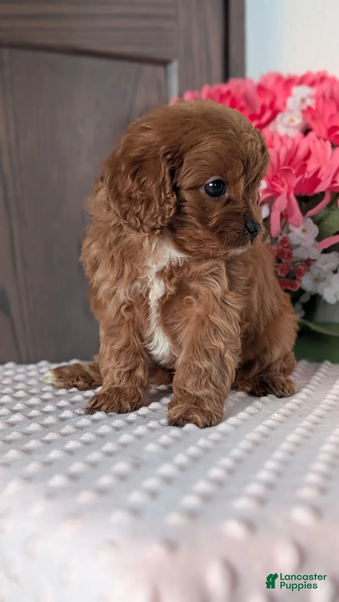Cavapoo dogs for sale: Tessa - Ad 8