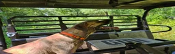 Black Mouth Cur dogs for sale: Black Mouth Cur - Ad 15