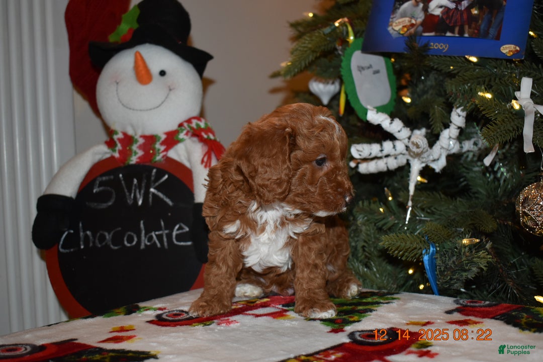 Cavapoo dogs for sale: Chocolate  - Ad 3
