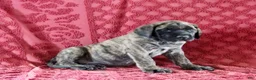 English Mastiff dogs for sale: Lucy - Ad 2