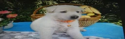 German Shepherd dogs for sale: German Shepherd 5 Snowball - Ad 2